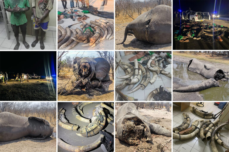 این عکس ها از حوادث شکار غیرقانونی فیل ها در بوتسوانا همه اخیرا گرفته شده اند